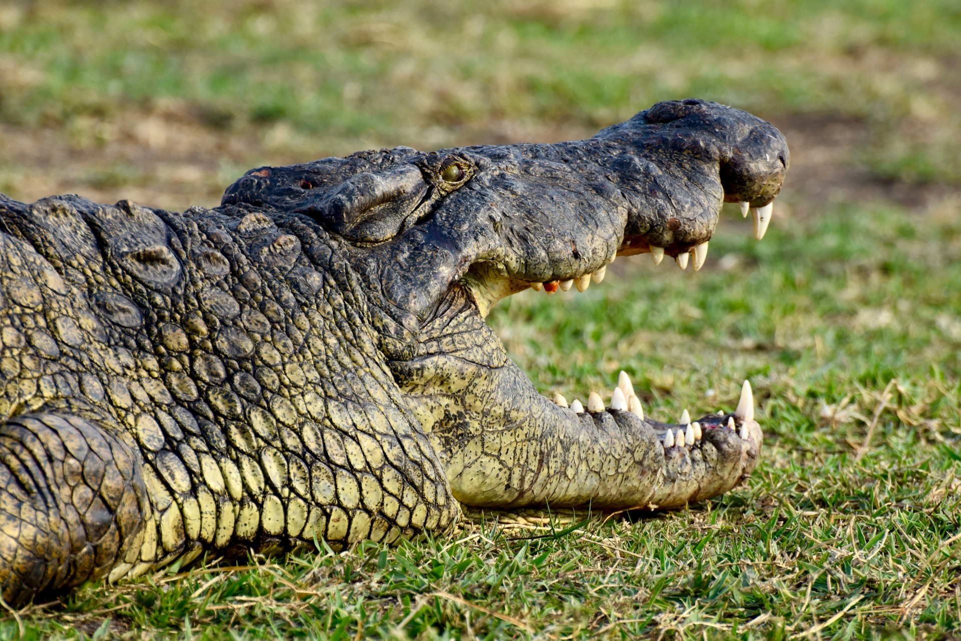 A large crocodile laying on top of a lush green field