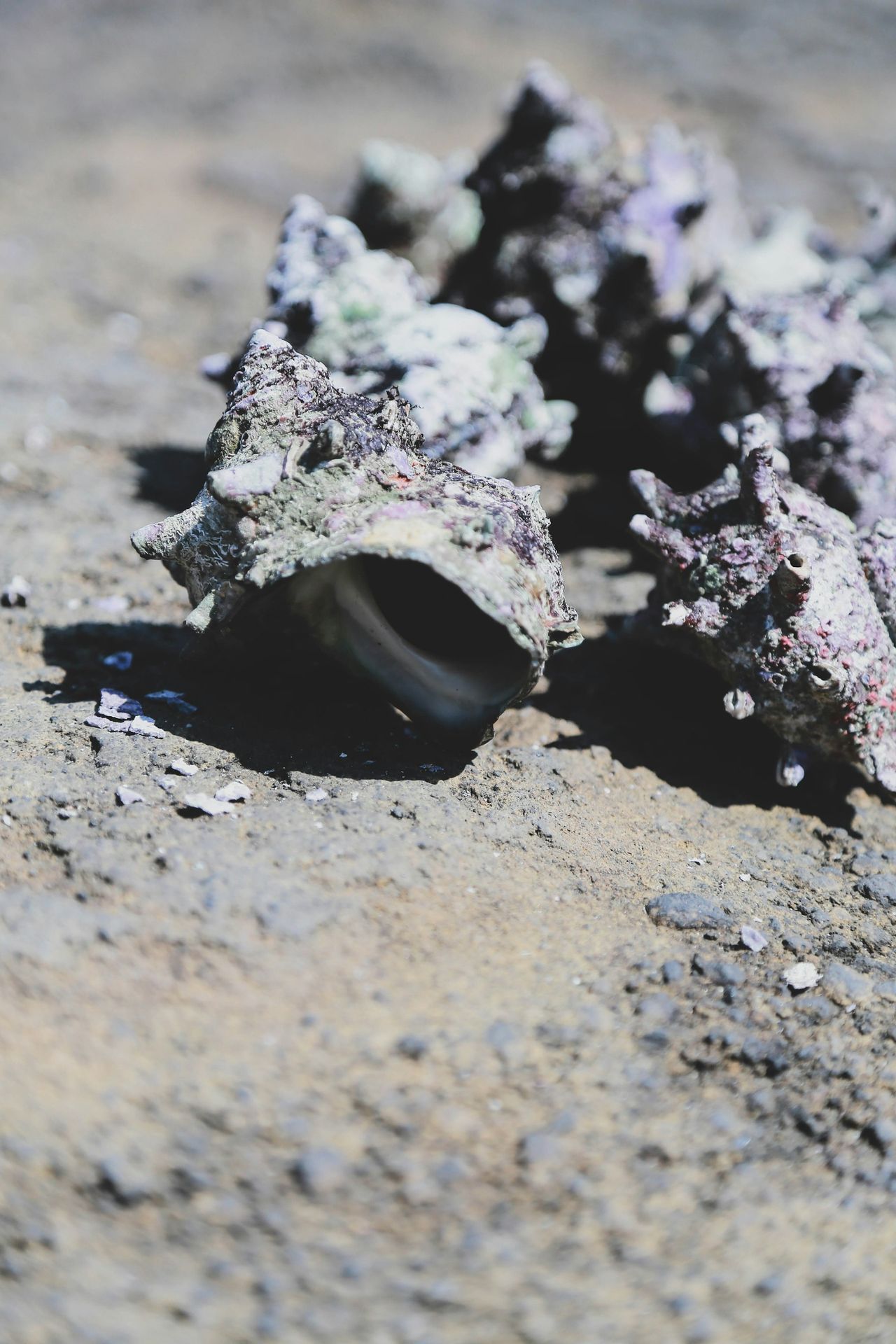 grey shell close-up photography