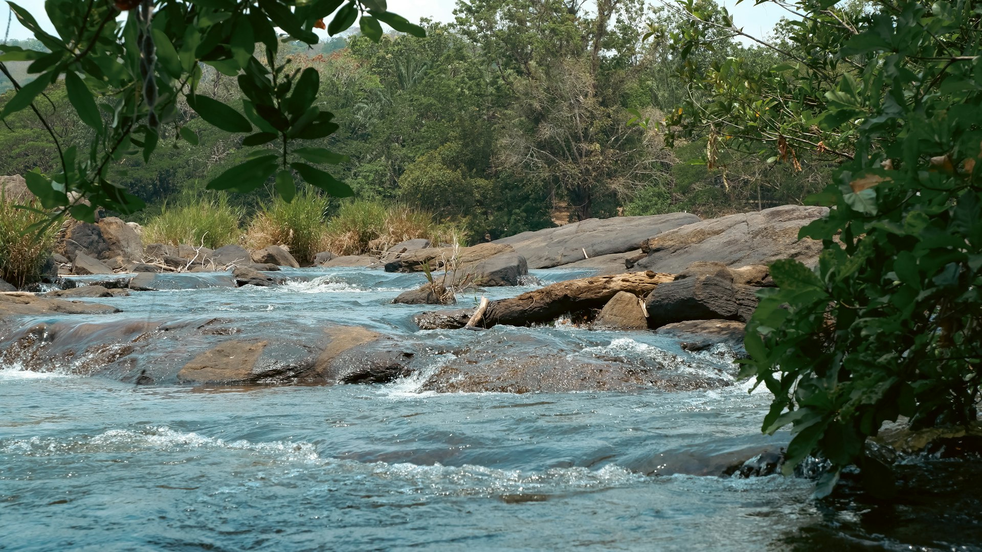 a river running through a lush green forest