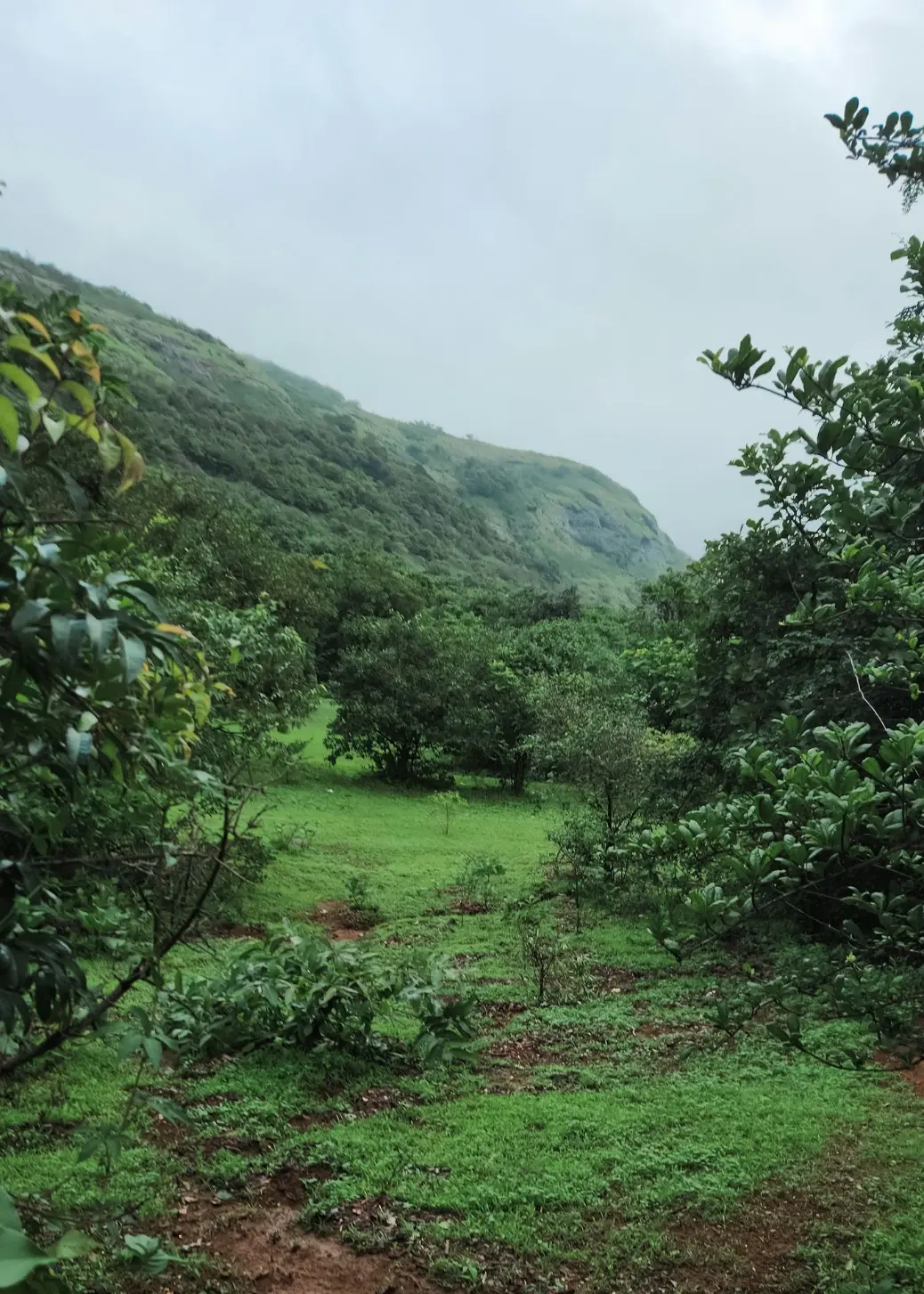 Green, lush landscape with trees and a mountain.