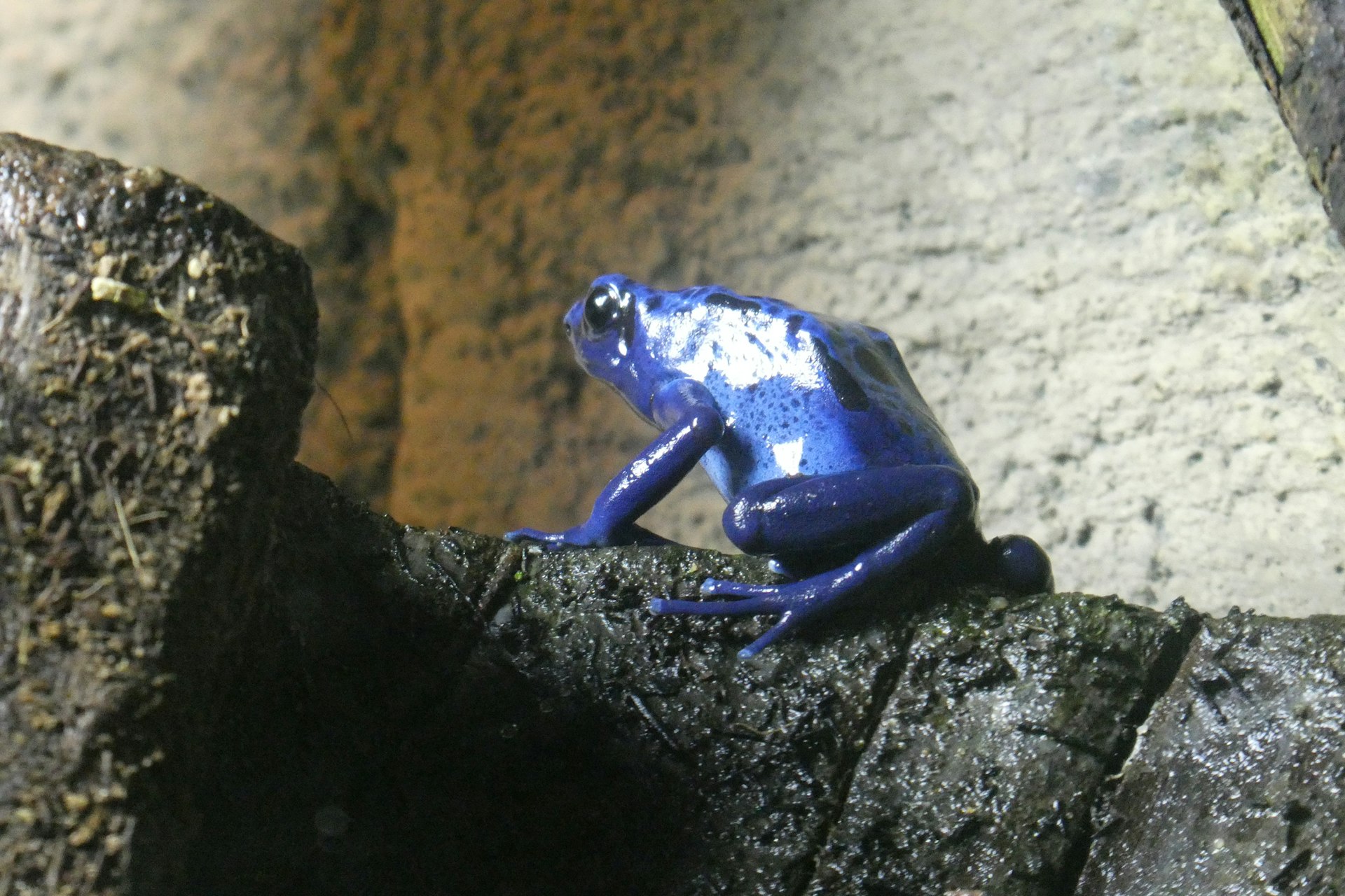 A blue frog sitting on top of a tree branch