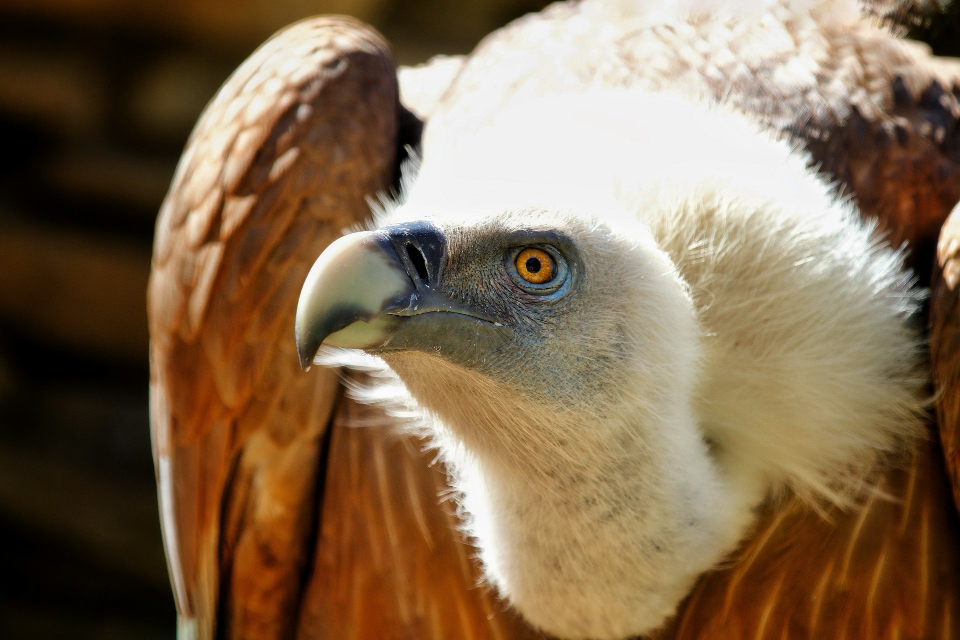 A close up of a bird of prey